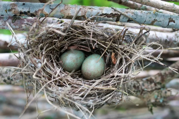Het nest van de vogel in de natuur — Stockfoto