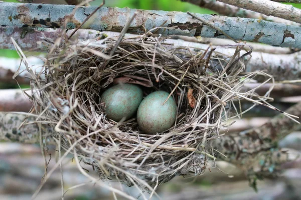 Nido di uccelli in natura — Foto Stock