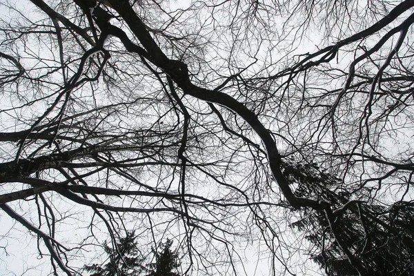 Los árboles se ramifican contra el cielo — Foto de Stock