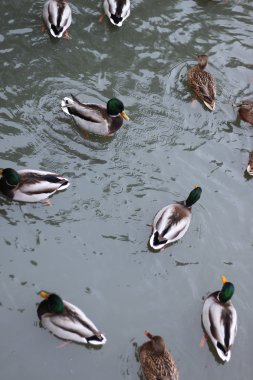 Kış Park ördek gölcük