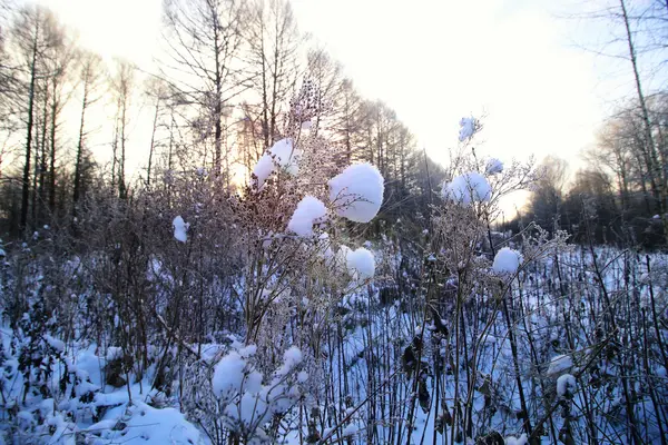 Мороз на кущі в лісі — стокове фото