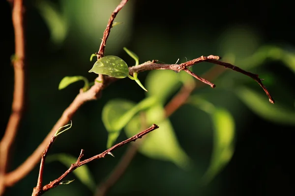 Pequeña hoja en una rama — Foto de Stock