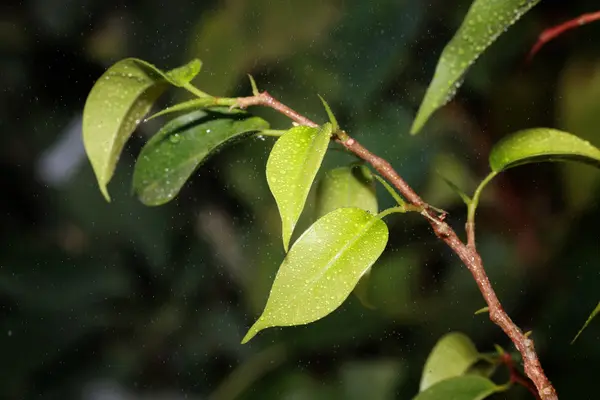 枝に小さな葉 — ストック写真