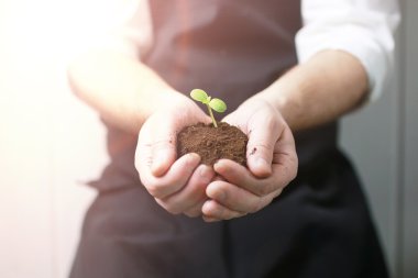 adam el avuç içi Filiz tutarak üzerinde güneş ışığı