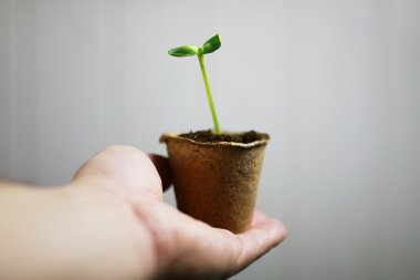 Avuçlarda filizlenen bahçıvan eli.