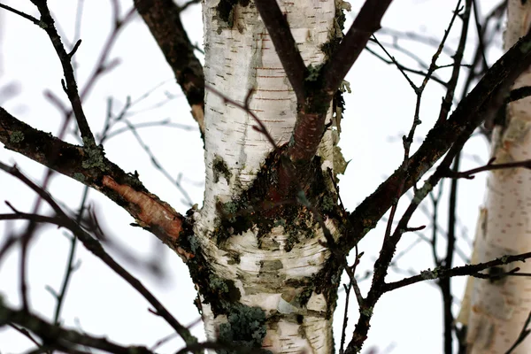 Björk träd vinter — Stockfoto