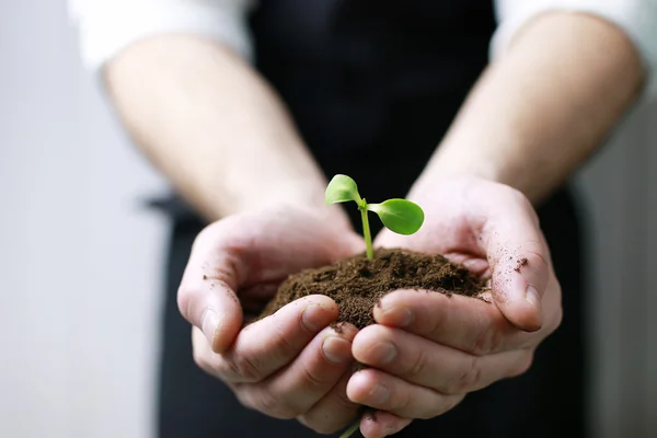 Man hand holding sprout in palms — Stock Photo, Image