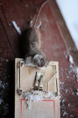 Fare kapanındaki fare