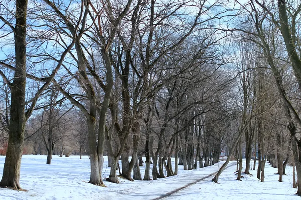 Dégeler printemps lanscape arbre — Photo