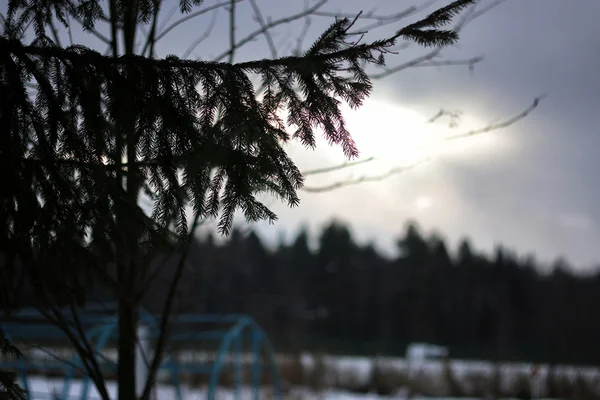 Télen faágak — Stock Fotó