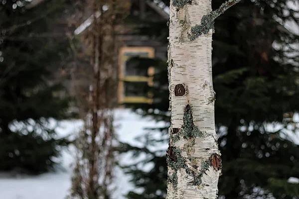 Casa en bosque Invierno —  Fotos de Stock