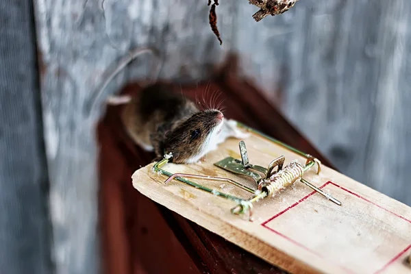 Șoarece într-o capcană de șoareci — Fotografie, imagine de stoc