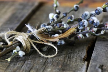 dal willow ahşap arka plan