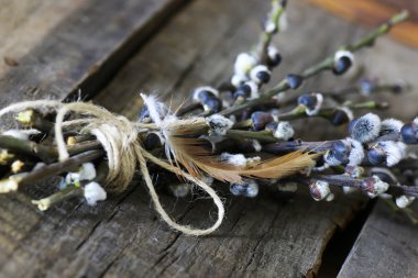 dal willow ahşap arka plan