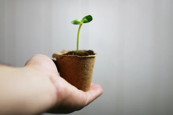 La mano del jardinero brota en las palmas — Foto de Stock