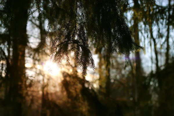 Inverno floresta árvore ramos — Fotografia de Stock