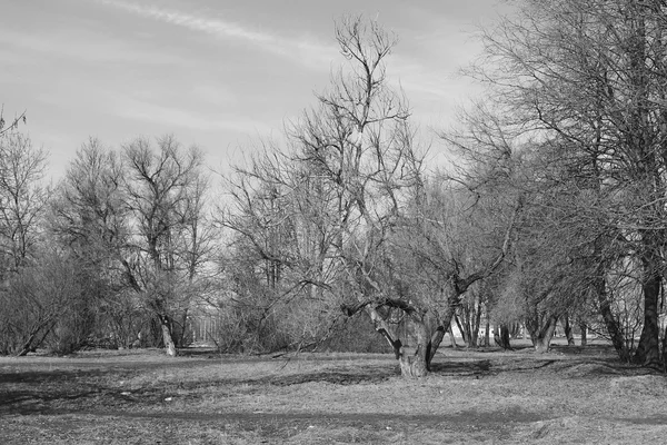 Paisagem monocromática parque primaveril árvores nuas — Fotografia de Stock