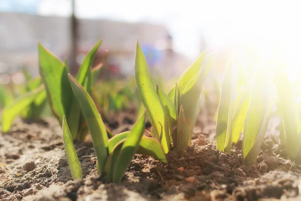 Luz solar em tulipas de broto — Fotografia de Stock