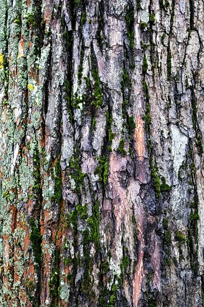 Bakgrundsstruktur träd — Stockfoto