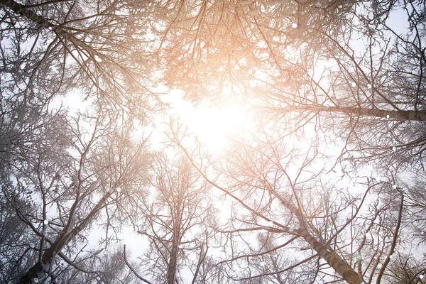 Гілка неба дерева в лісі зима — стокове фото