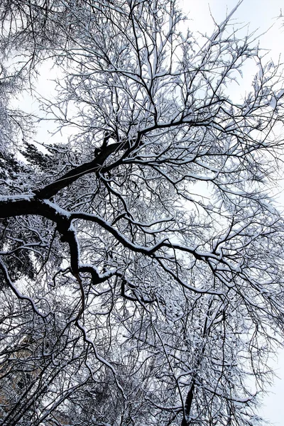 Holé větve v zimě — Stock fotografie