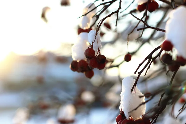 Zweig der Pflanze mit Schnee bedeckt Winter Makro — Stockfoto