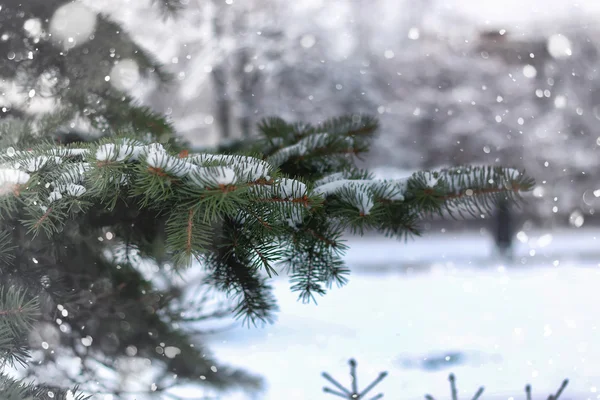 Kış köknar ağacı karı — Stok fotoğraf