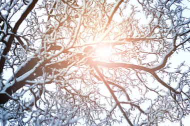 ağaç gökyüzü dalı orman kışın