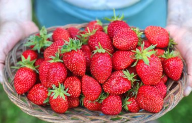 çilek uzanmış elinde