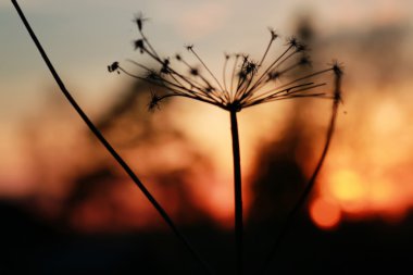 Nordic günbatımı siluet Şubesi