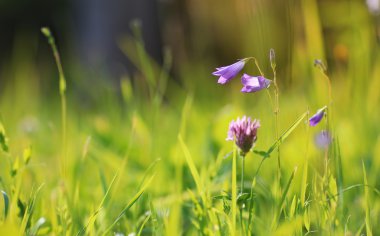 renkli çiçek günbatımı alanında