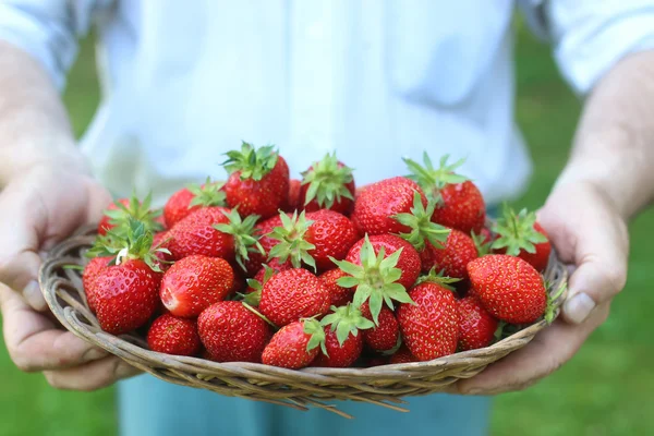 Fragole in un cesto di vimini tra le mani — Foto Stock