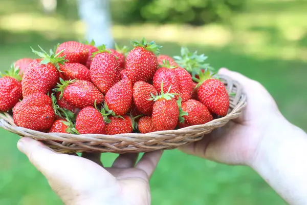 Φράουλες σε ένα καλάθι λυγαριά στα χέρια — Φωτογραφία Αρχείου