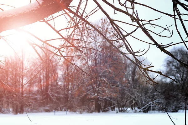 Nascer do sol paisagem inverno parque árvores — Fotografia de Stock