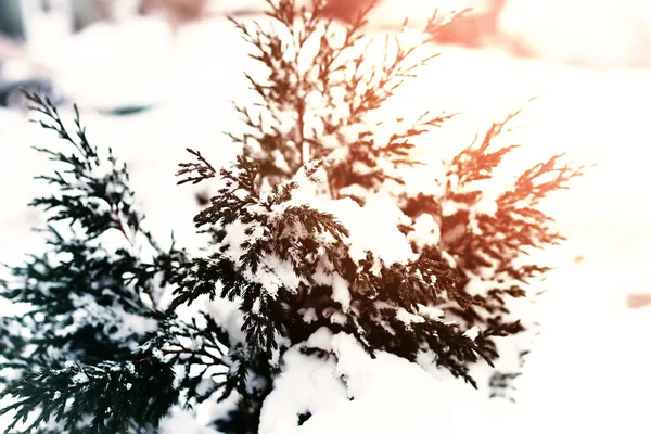 Jodła drzewo snow zima macrpo — Zdjęcie stockowe