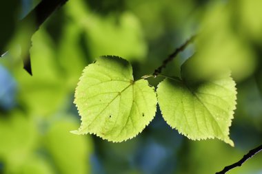 yaprak ağaç arka plan arka ışık güneş ışığı