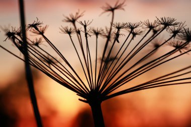 Nordic günbatımı siluet Şubesi