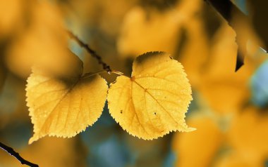Sonbahar sarı yaprak arka ışık