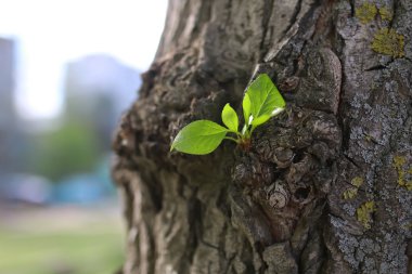 ağacın yeni yaprağı