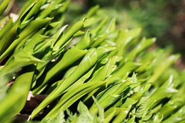 bir alandaki vahşi bahar çiçek