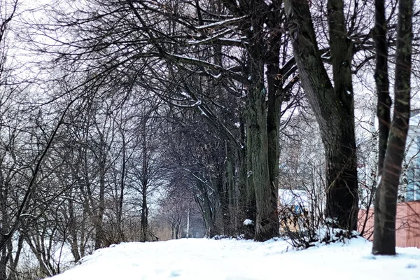 Beco árvore parque inverno — Fotografia de Stock