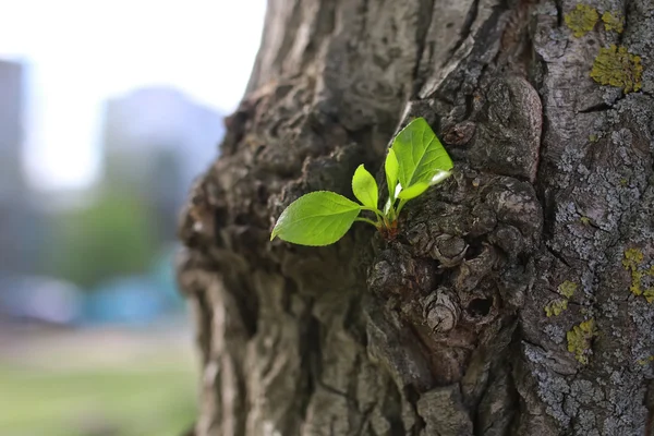 ağacın yeni yaprağı