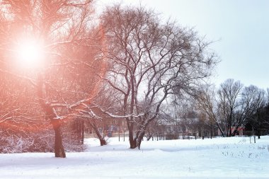 Güneşin doğuşu kış parkı ağaçları