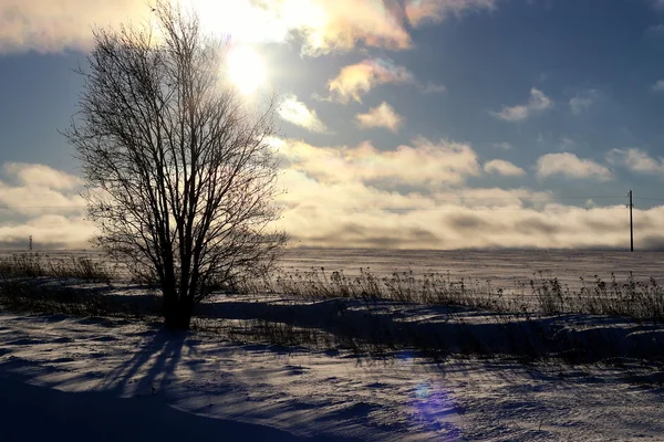 Зимове дерево в полі — стокове фото