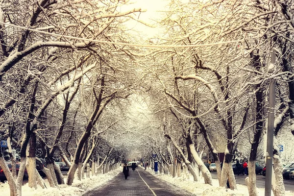 Camino peatonal árbol invierno —  Fotos de Stock