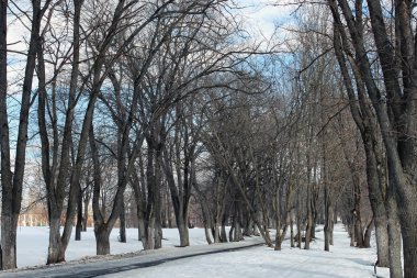 Erimiş kar manzarası ağacı