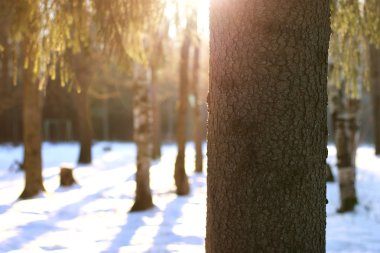 kış orman ağacı dalları