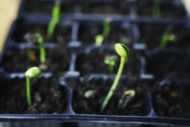 Yeni tohum yeşil çimen