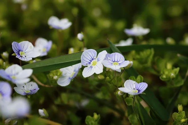 Flor silvestre de primavera en un campo — Foto de Stock