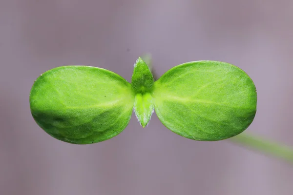 Makro grünes Blatt kleine Sonnenblume — Stockfoto